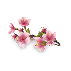Japanese Sakura
